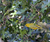 Yellow Warbler